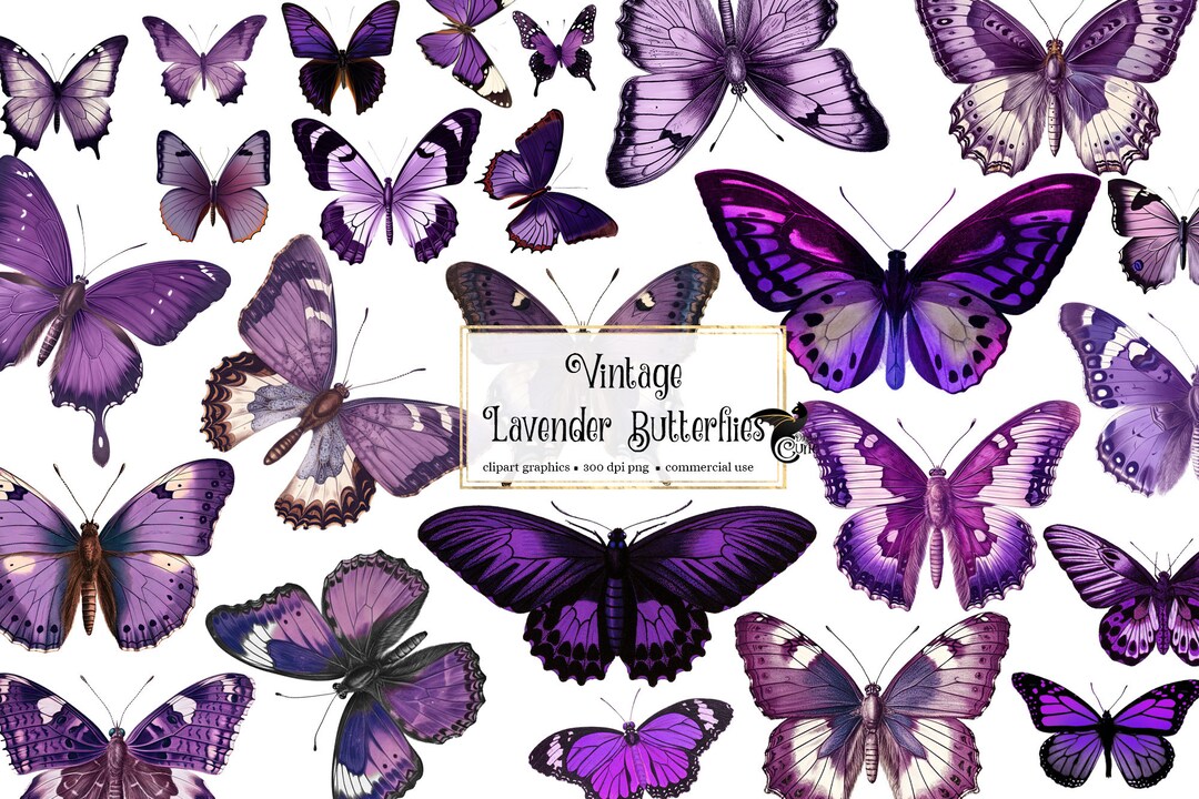 Vintage Lavender Butterflies, Vintage Purple Butterfly Clipart