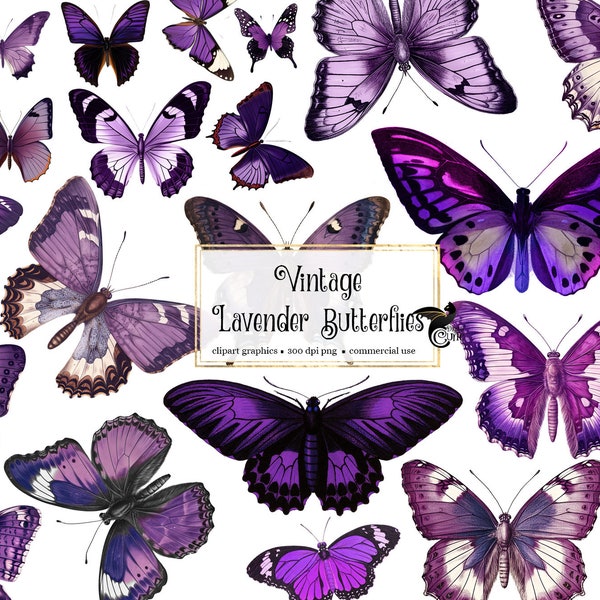 Vintage Lavender Butterflies, vintage purple butterfly clipart, antique scientific illustrations PNG graphics, scrapbook embellishments