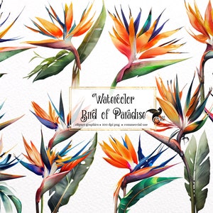 Aquarela Ave do Paraíso Flores Clipart - Strelitzia reginae, ave do paraíso download instantâneo em formato PNG para uso comercial