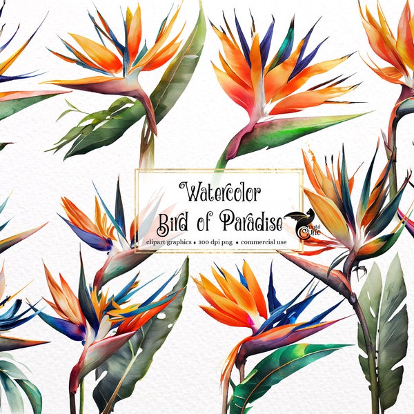 Watercolor Bird of Paradise Flowers Clipart - Strelitzia reginae, bird of paradise PNG format instant download for commercial use