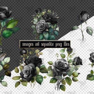 May include: Watercolor illustrations of black roses with green leaves. The image includes several arrangements of the flowers, some with buds and others in full bloom. The text "images are separate png files" is also present.