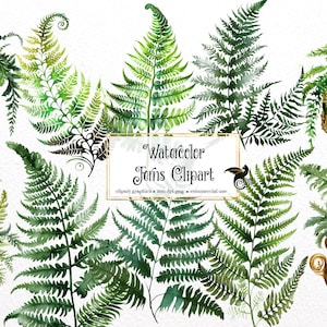 Clipart de samambaias em aquarela - planta de casa em vaso e folhas de samambaia penduradas, download instantâneo em formato PNG para uso comercial