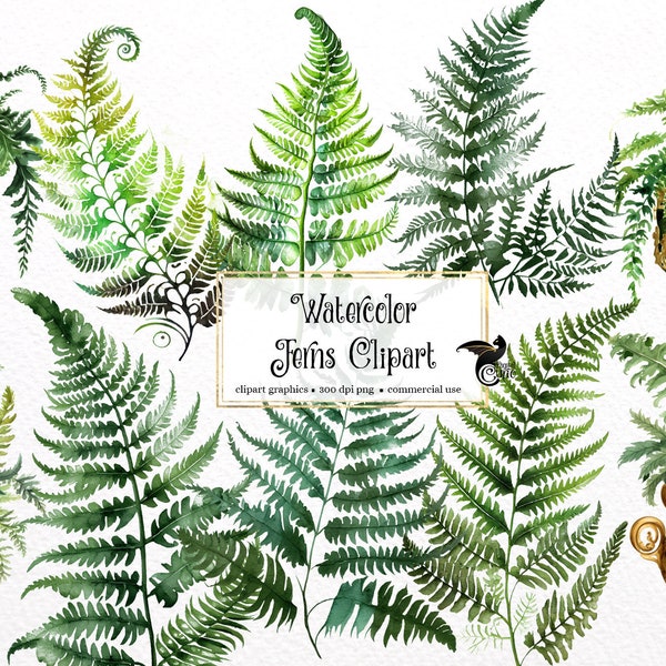 Watercolor Ferns Clipart - house plant potted and hanging fern leaves PNG format instant download for commercial use