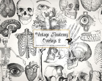 Antique Anatomy Overlays 2, vintage skeleton and anatomical clip art graphics and illustrations PNG format instant download commercial use