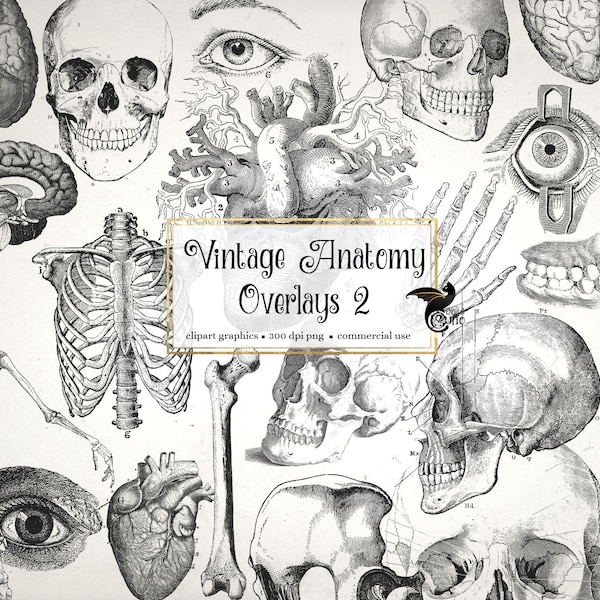 Vintage Anatomy - Etsy
