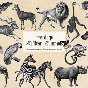 Vintage afrikanische Tiere Clipart, antike Safari Illustrationen, png ClipArt, Elefant, Löwe, Zebra, Giraffe digitaler Download, kommerzielle Nutzung