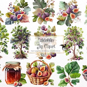 Aquarel Fig Clipart - digitale png vijgen en vijgenboomafbeeldingen voor direct commercieel gebruik