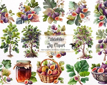 Imágenes prediseñadas de higos en acuarela – Gráficos de higueras, uso comercial (PNG digital)