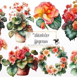 Watercolor Begonias Clipart - begonia floral bouquets PNG format instant download for commercial use