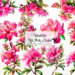 Watercolor Hot Pink Azalea Clipart - floral azaleas flowers and bouquets, graphics in PNG format instant download for commercial use
