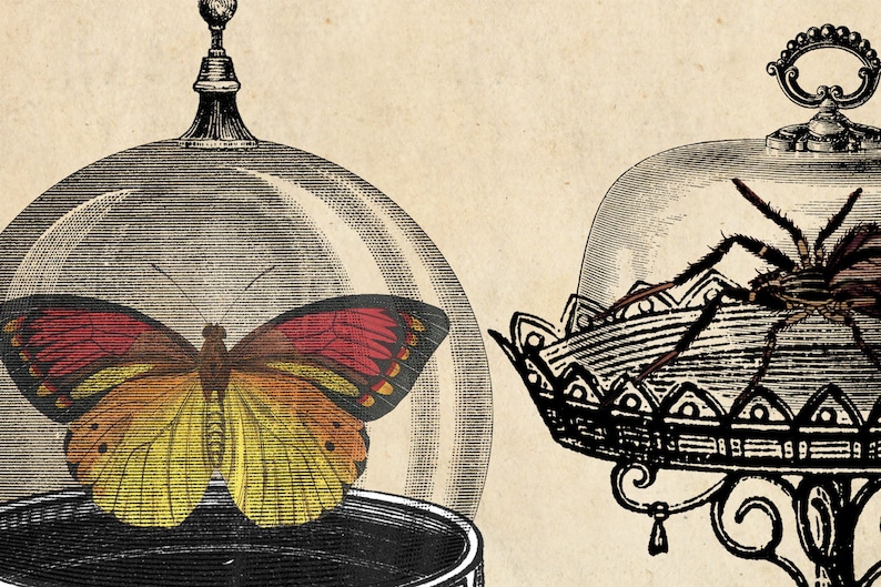 Vintage Display Cases Clip Art Antique Illustrations of Etsy