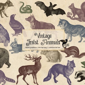 Vintage bosdieren clipart-antieke illustraties van bosdieren in png-formaat direct downloaden voor commercieel gebruik