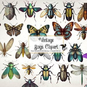 Vintage Bugs clipart, antique insect clip art scientific illustrations, scrapbooking natural history PNG graphics, curiosities