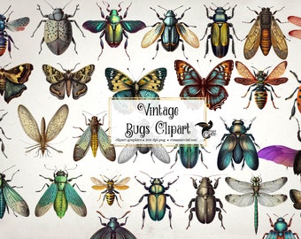 Vintage Bugs clipart, antique insect clip art scientific illustrations, scrapbooking natural history PNG graphics, curiosities