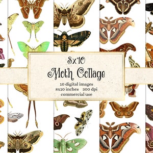 Moth Collage Digital Paper, 8x10 printable sheets with vintage moths instant download commercial use