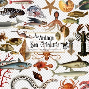 Vintage Sea Creatures Clipart antique illustrations of fish and nautical marine life in png format instant download for commercial use image 2