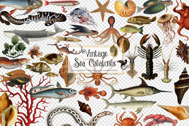 Vintage Sea Creatures Clipart antique illustrations of fish and nautical marine life in png format instant download for commercial use image 2