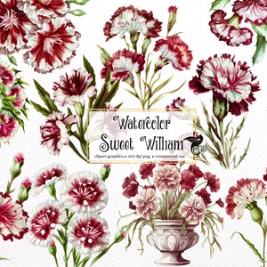 Watercolor Sweet William Clipart - Dianthus barbatus in PNG format instant download for commercial use