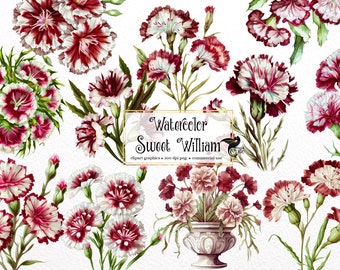 Watercolor Sweet William Clipart - Dianthus barbatus in PNG format instant download for commercial use