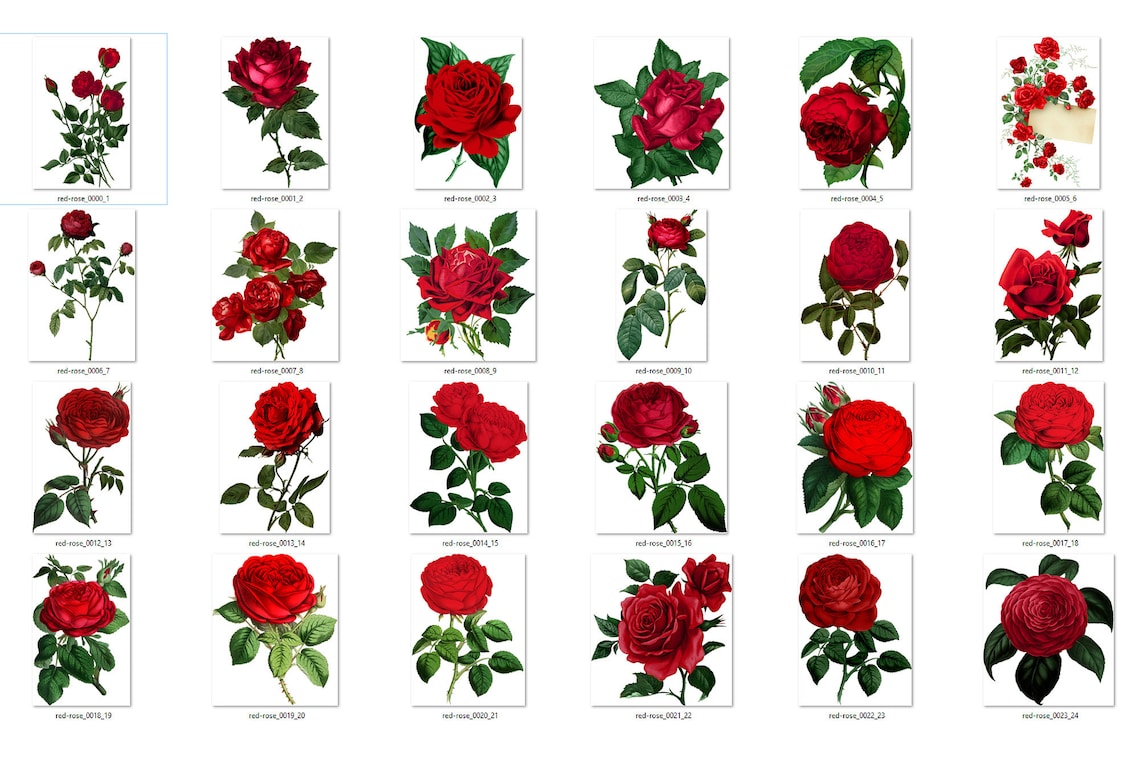 Vintage Red Roses Clipart Antique Rose Illustrations PNG - Etsy