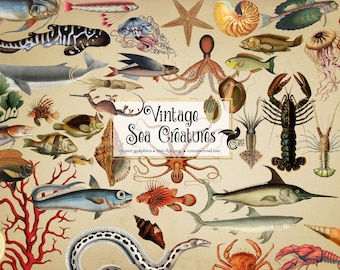Vintage Sea Creatures Clipart – Antique Nautical Illustrations (PNG, Digital Download)