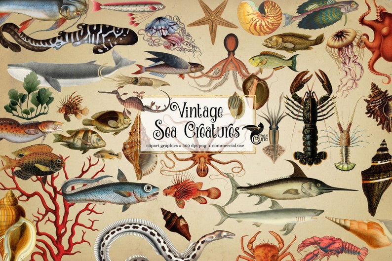 Vintage Sea Creatures Clipart antique illustrations of fish and nautical marine life in png format instant download for commercial use image 1