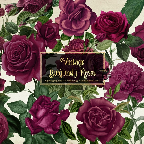 Vintage Burgundy Roses Clipart, antique rose illustrations PNG format, vintage rose clip art graphics instant download commercial use