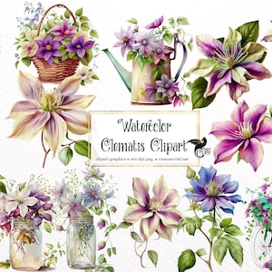 Watercolor Clematis Clipart - floral graphics in PNG format instant download for commercial use