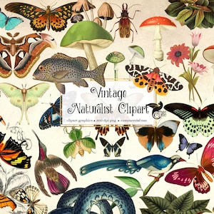 Vintage Naturalist Clip Art - antique animals, mushrooms and butterfly illustrations in png format instant download for commercial use