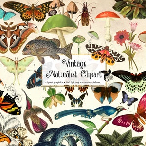 Vintage Naturalist Clip Art - antique animals, mushrooms and butterfly illustrations in png format instant download for commercial use