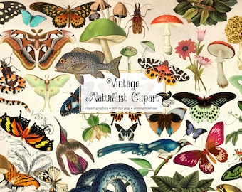 May include: Vintage naturalist clipart featuring a variety of insects, butterflies, flowers, mushrooms, and a snake. The clipart is in a whimsical style with vibrant colors and intricate details. The text "Vintage Naturalist Clipart" is included in the image.