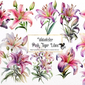 Clipart de lírio tigre rosa aquarela - lírios em formato PNG download instantâneo para uso comercial