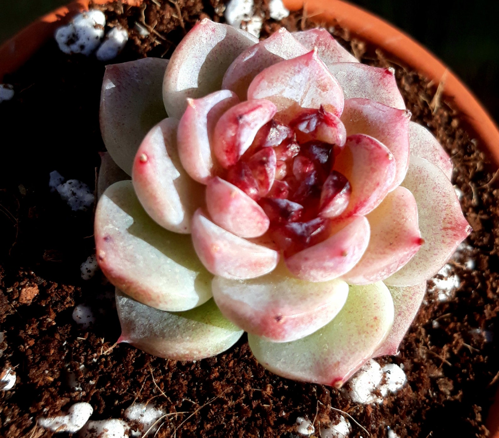 Echeveria Red Velvet bare rooted | Etsy