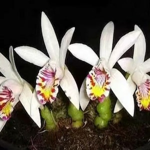 1x Pleione orchid MACULATA Bulb, Flowering size Bulb, Autumn flowering, with single growth , very rare and beautiful Species orchid