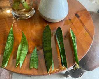 SNAKE Plant/Sansevieria Plant Cuttings for Propagation ROOTED or UNROOTED