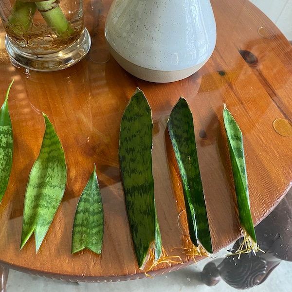 SNAKE Plant/Sansevieria Plant Cuttings for Propagation ROOTED or UNROOTED