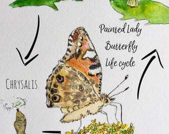 Painted Lady Life Cycle pdf watercolor illustration