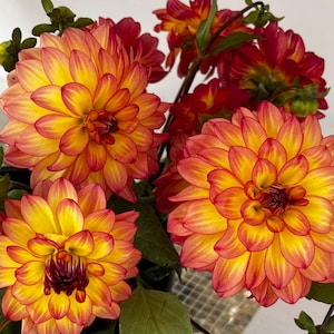 May include: Close-up of four vibrant orange and yellow dahlias with red tips. The flowers are in full bloom and have a layered, ruffled appearance.