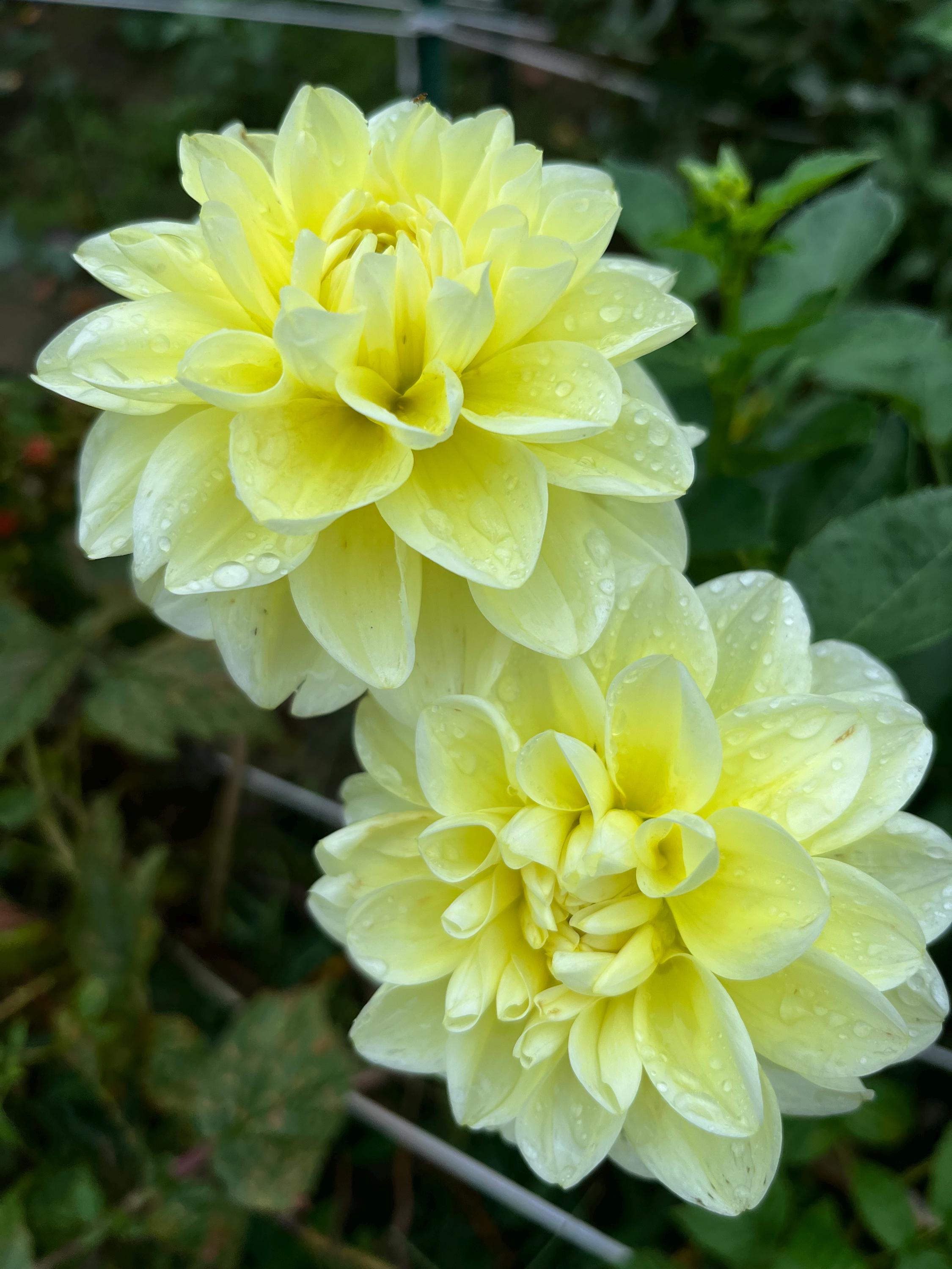 Sun Kissed Dahlia Tuber