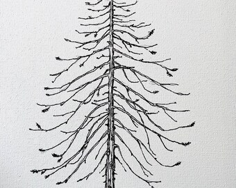 May include: A black and white line drawing of a bare, tall pine tree with a single trunk and many branches. The tree is drawn on a white canvas.