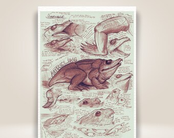 Mireling Amphibian Monster Anatomy Study Drawing & Print - LARP Creature Journal