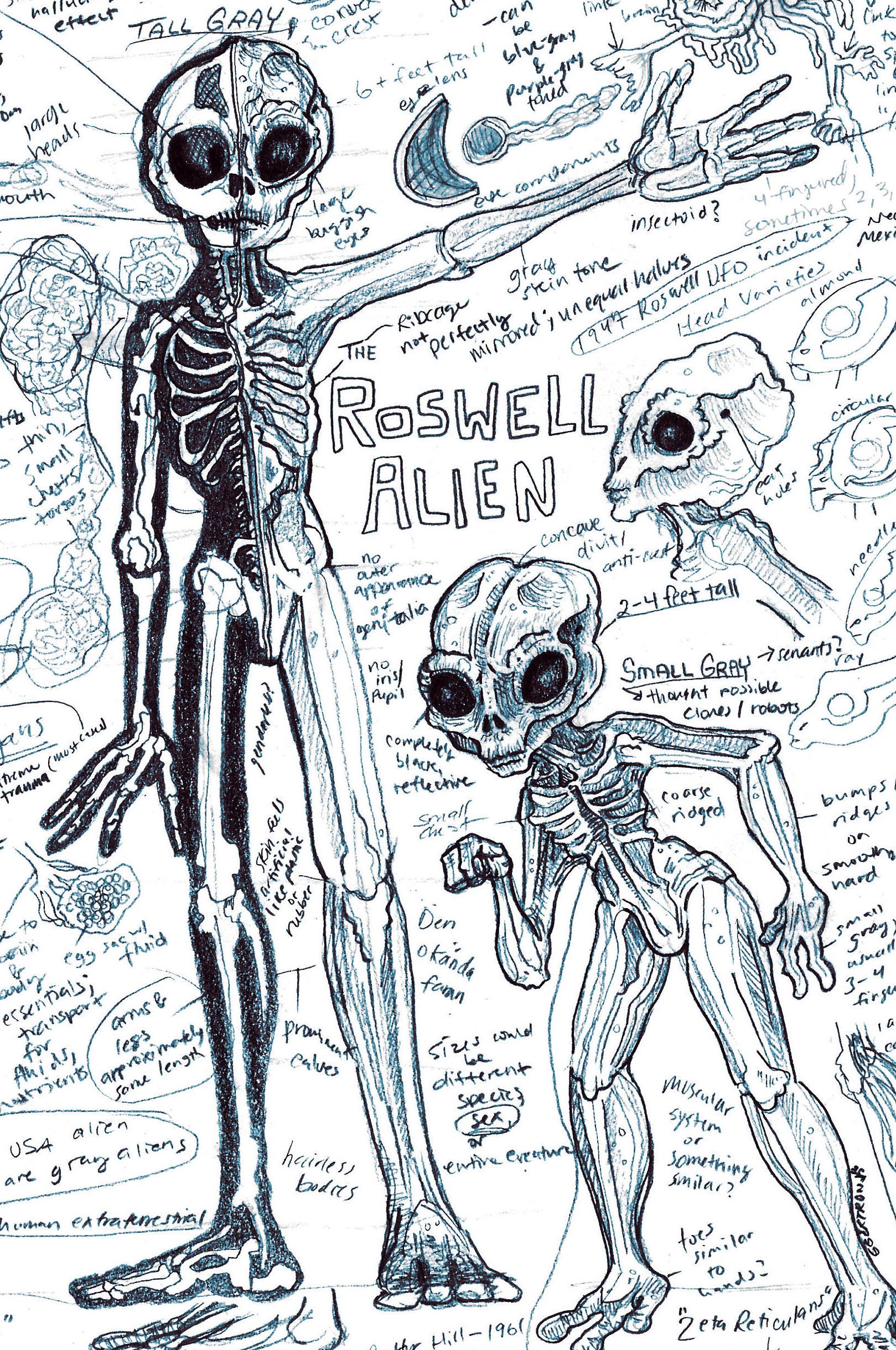 Roswell Alien Cryptid Anatomy Art Print Etsy