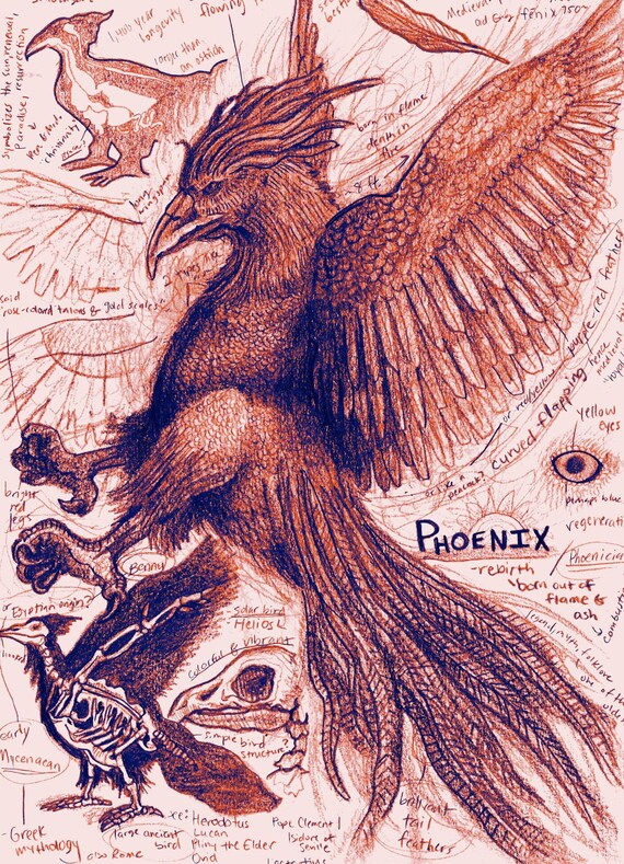 Phoenix Mythical Creature Anatomy Study Imprimer Etsy