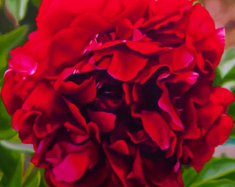 Pintura de peonías rojas, arte floral en lienzo, decoración botánica