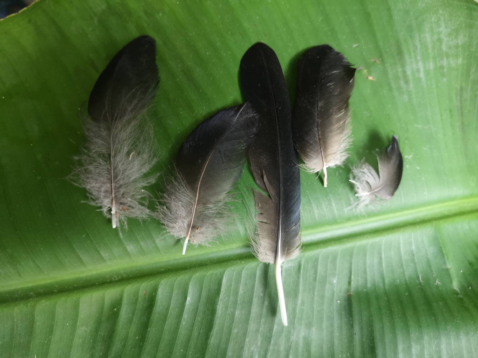 Plumes Naturelles de Corbeaux Freux et Corneilles Noires