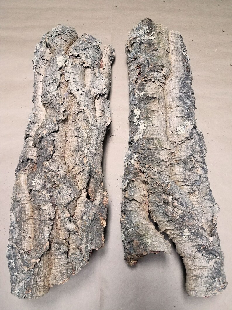 Cork Bark Flats Reptile Terrarium Bromeliad Orchid Tillandsia Etsy