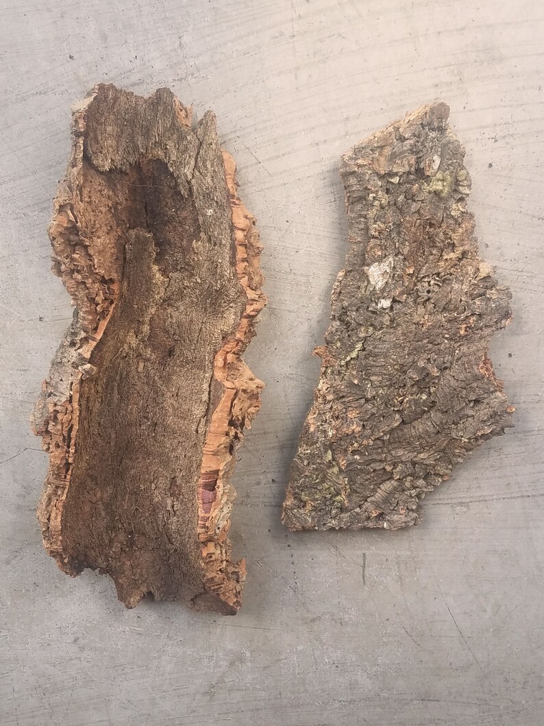 Cork Bark Flats Reptile Terrarium Bromeliad Orchid Tillandsia Etsy