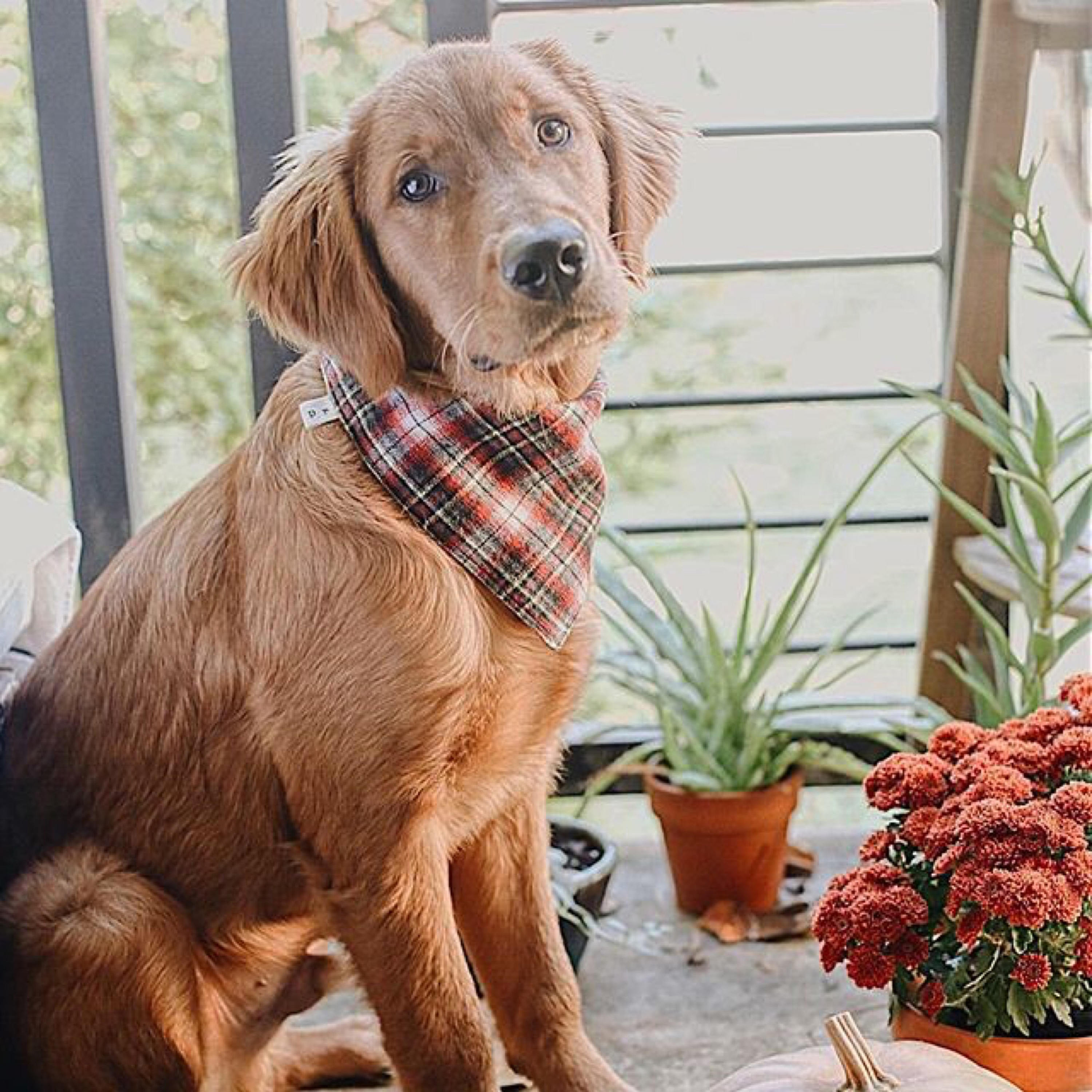 Plaid Dog Scarf