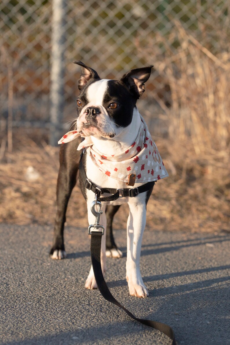 Canada Day Dog Bandana Canadian Puppy Scarf Embroidered Name Etsy
