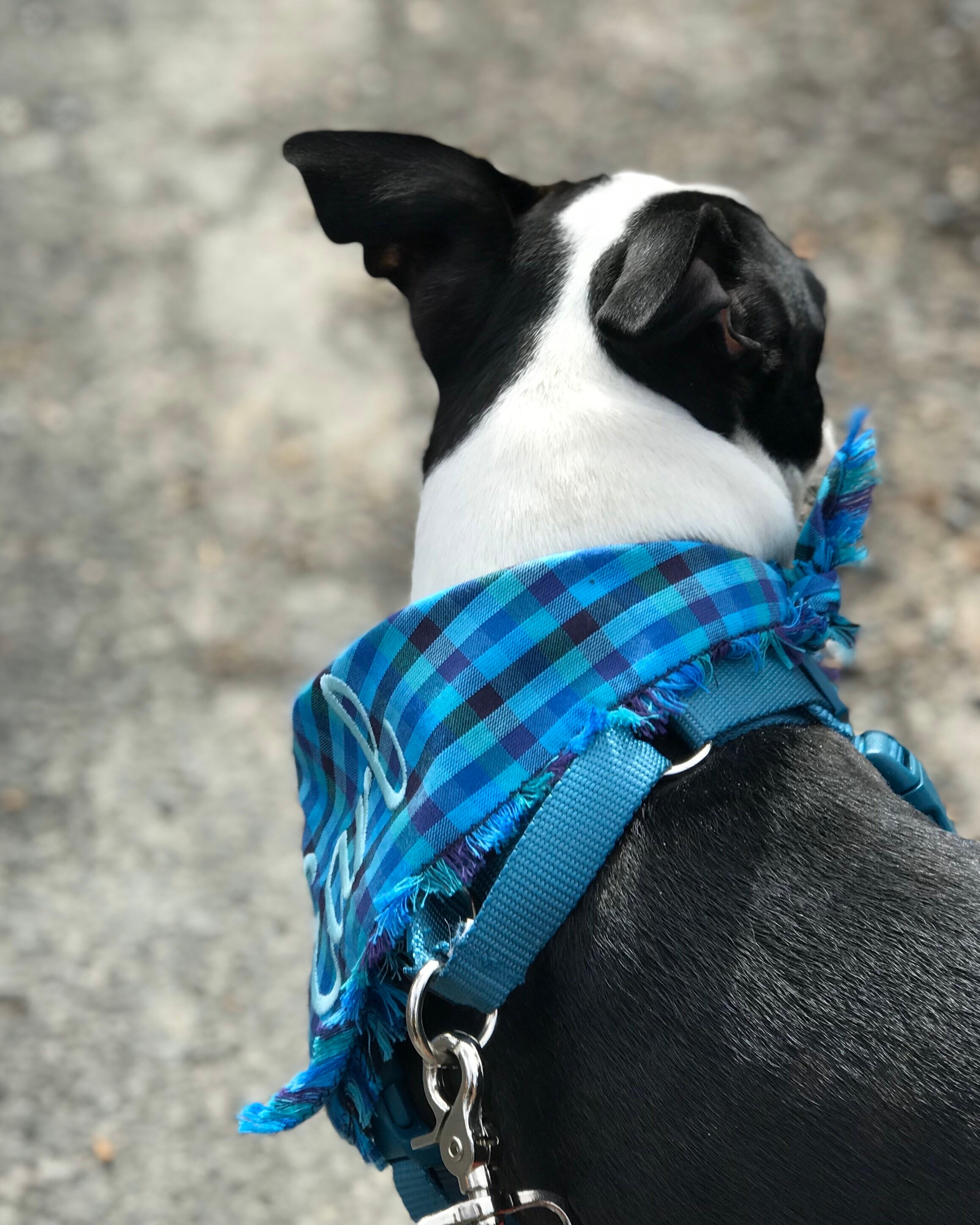 Download Summer Blue Plaid Dog Bandana